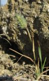 Eremopyrum orientale. Плодоносящее растение. Крым, окр. г. Судак, п-ов Меганом, степной склон. 27 мая 2016 г.