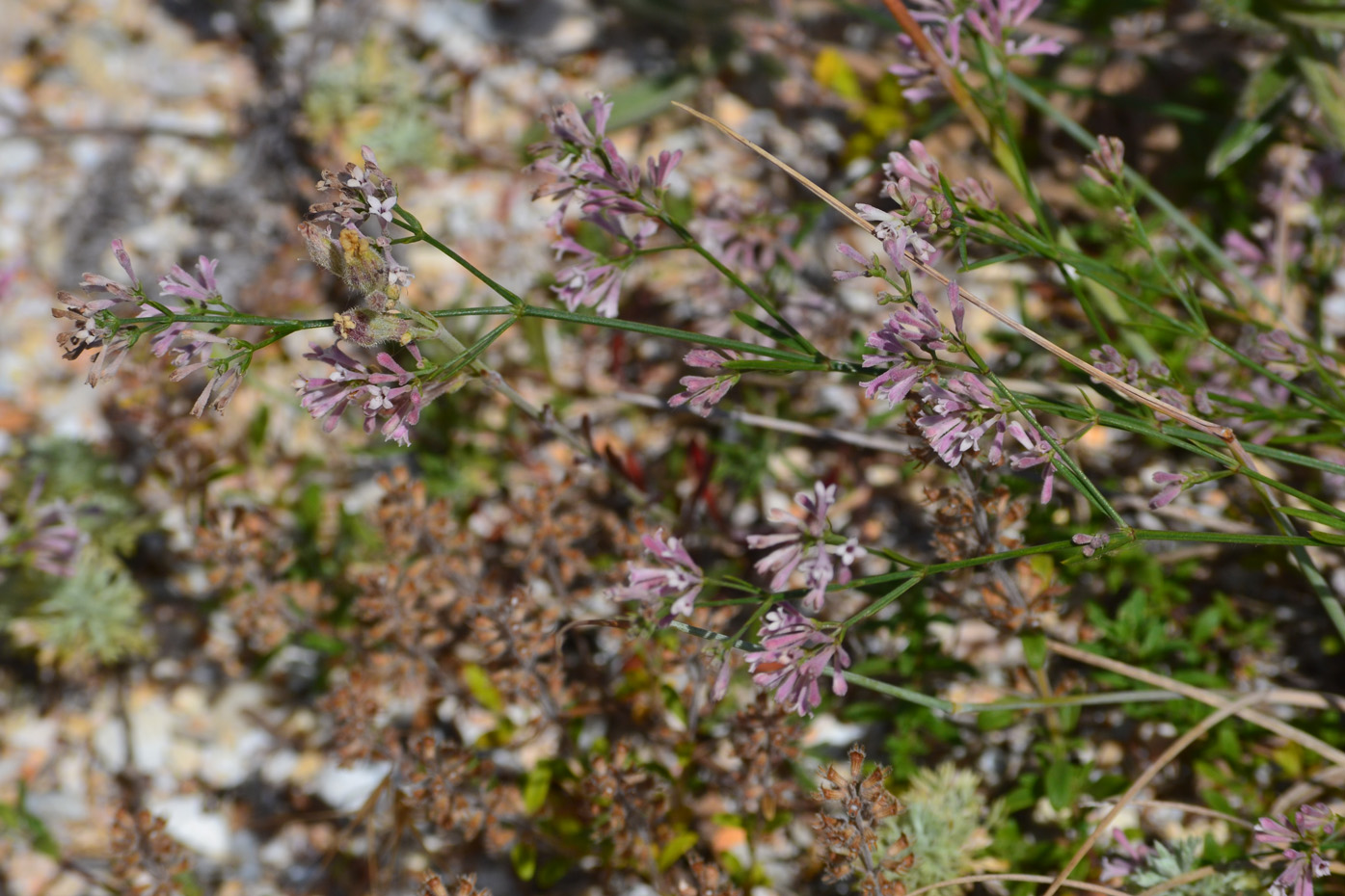 Изображение особи Asperula tenella.