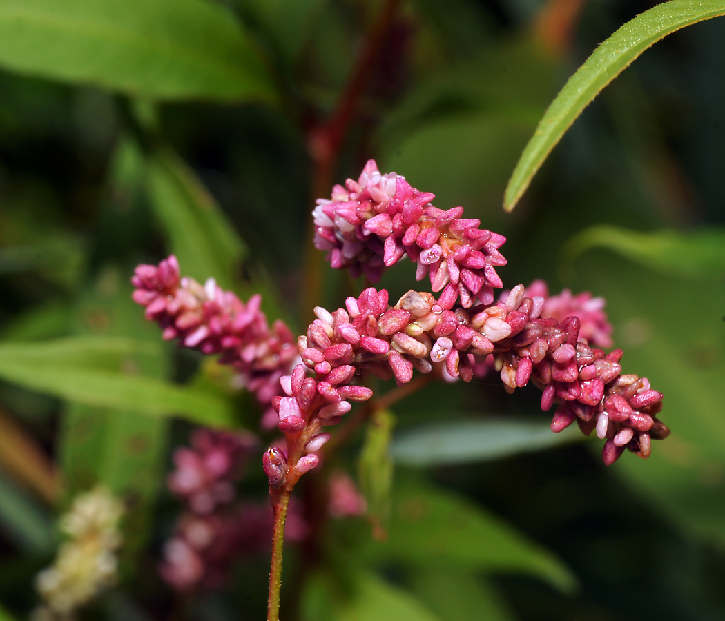 Изображение особи Persicaria lapathifolia.