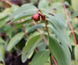 Hypericum calycinum. Верхушка плодоносящего растения. Крым, Никитский ботсад, в культуре. 04.10.2016.