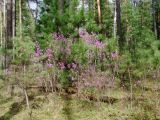 Rhododendron dauricum. Цветущие растения. Иркутская обл., Шелеховский р-н, окр. с. Шаманка, сосново-лиственнично-берёзовый лес. 10.05.2016.