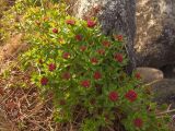 Rhodiola integrifolia