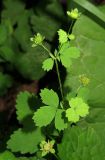 Potentilla centigrana