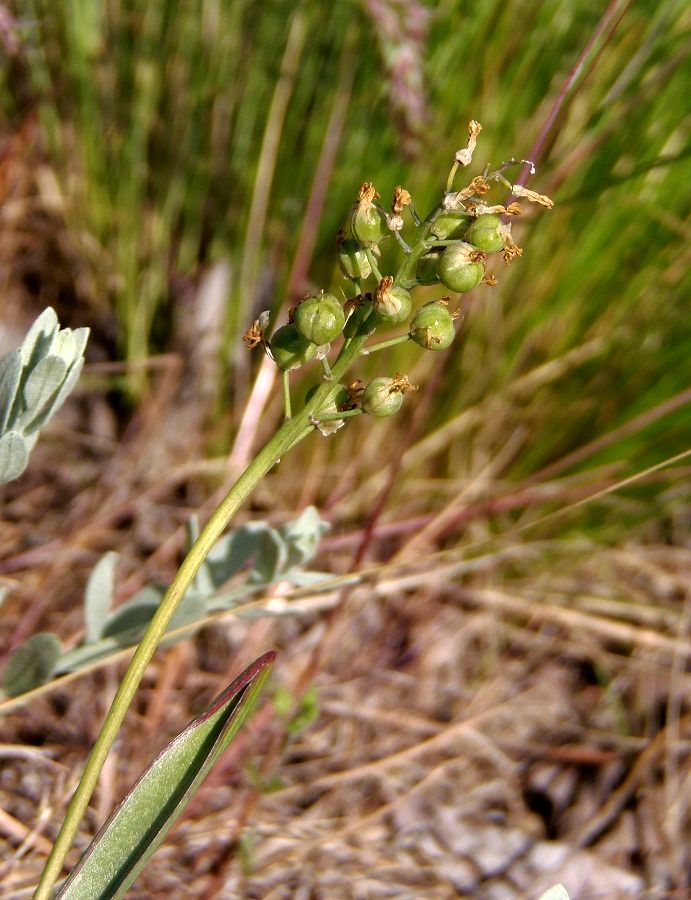 Image of Hyacinthella leucophaea specimen.