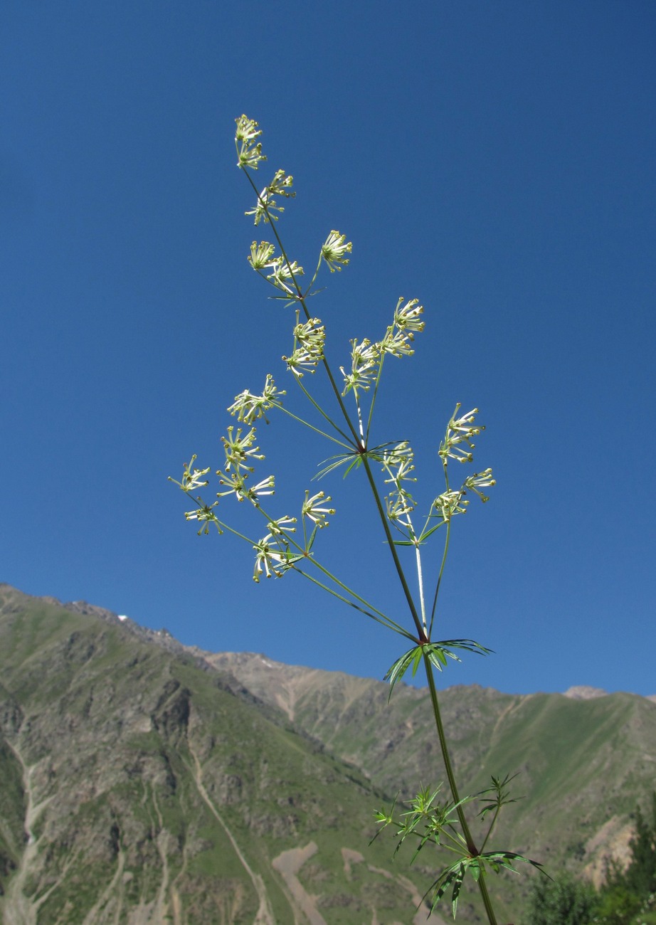 Изображение особи Asperula molluginoides.