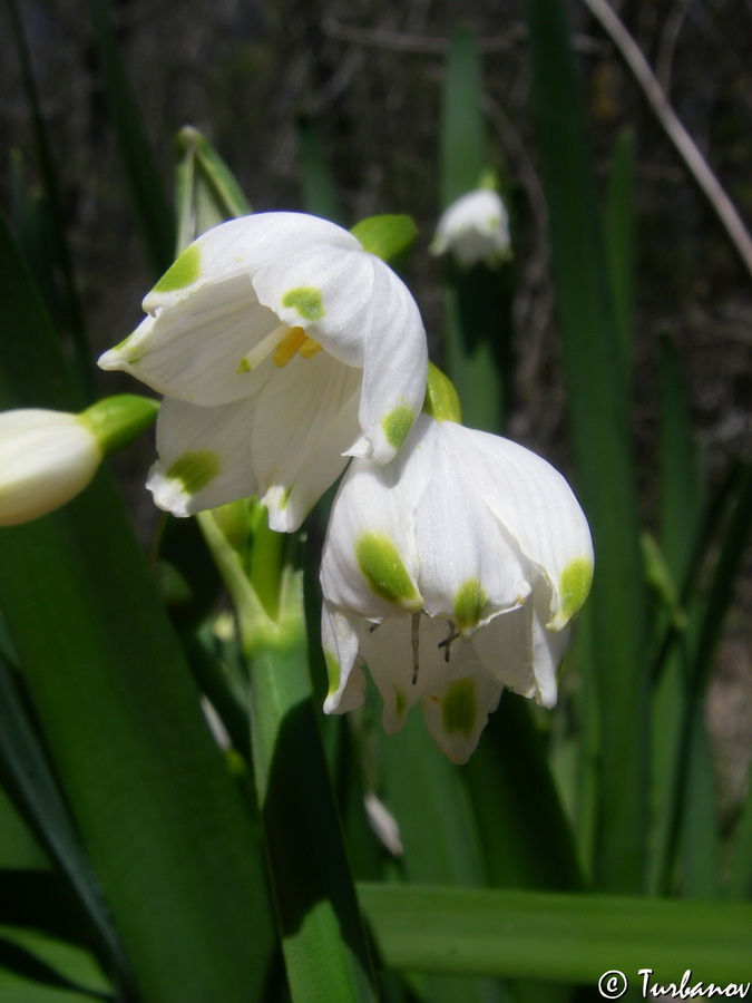 Изображение особи Leucojum aestivum.