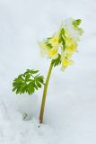 Corydalis bracteata. Верхушка побега с соцветием. Республика Алтай, Шебалинский р-н, окр. с. Камлак, правый борт долины р. Сема, надпойменная терраса, сосновый лес. 04.05.2017.