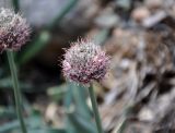 Allium carolinianum. Отцветшее соцветие. Таджикистан, Фанские горы, окр. Мутного озера, ≈ 3500 м н.у.м., каменистый сухой склон. 02.08.2017.