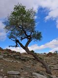 Ulmus pumila. Взрослое дерево. Монголия, аймак Туве, окр. г. Эрдэнэсант, ≈ 1400 м н.у.м., каменистый сухой склон. 01.06.2017.