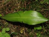 Platanthera bifolia