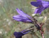 Campanula sibirica. Часть соцветия. Дагестан, г. о. Махачкала, окр. с. Талги, каменистое место. 15.05.2018.