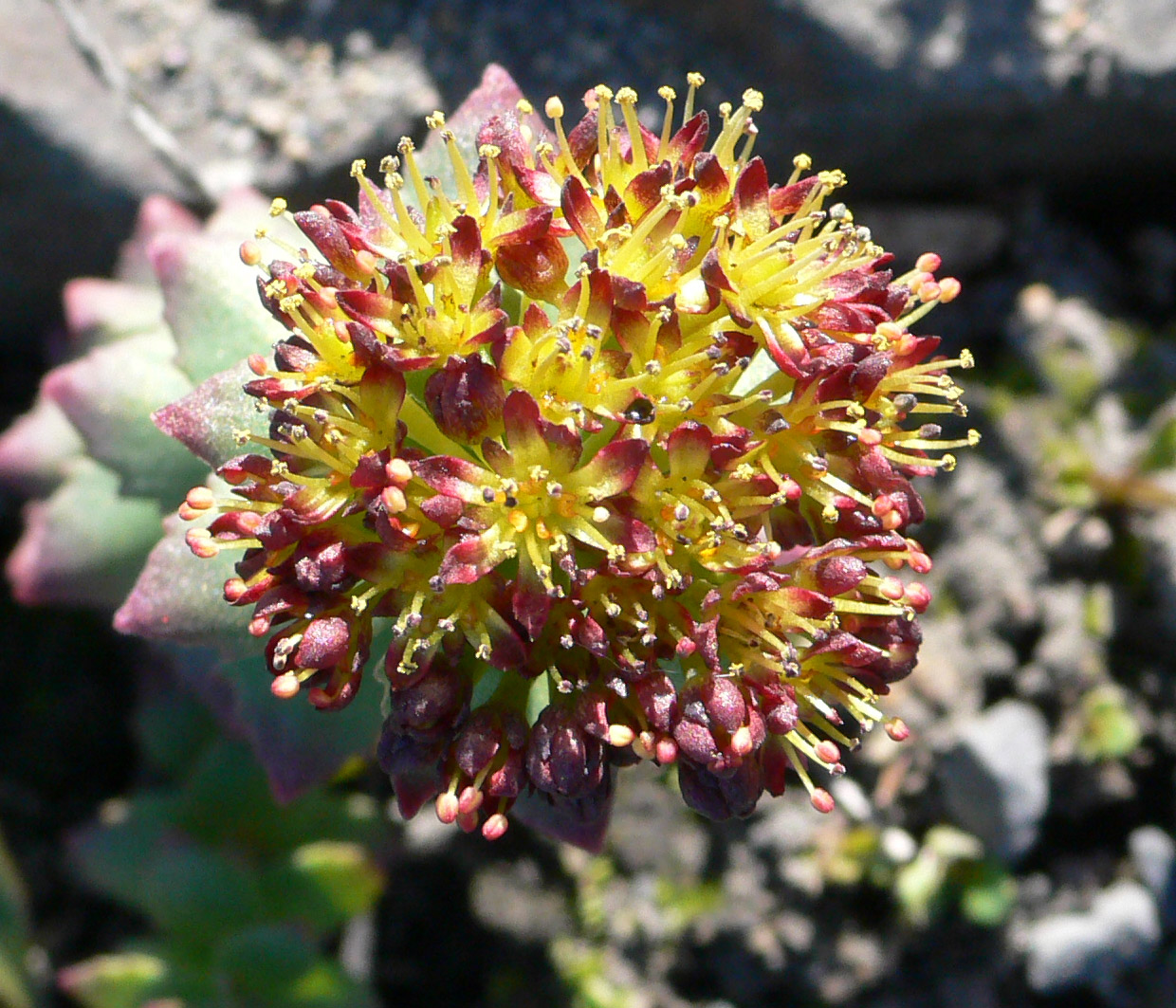 Image of Rhodiola rosea specimen.