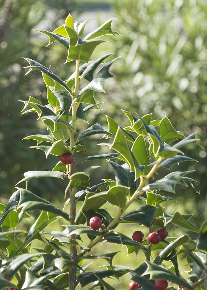 Изображение особи Ilex cornuta.