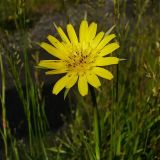 Tragopogon pratensis. Соцветие. Чувашия, окрестности г. Шумерля, Кумашкинский заказник, Соколова поляна. 14 июня 2008 г.