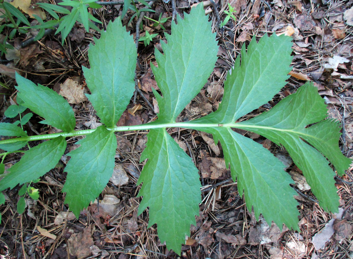 Изображение особи Serratula coronata.