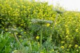 Daucus carota