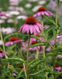 Echinacea purpurea. Верхушка побега с соцветием. Челябинск, Ботанический сад ЧелГУ, в культуре. 01.08.2019.