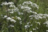 Valeriana officinalis