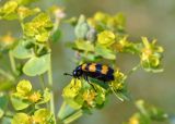 Euphorbia rossica