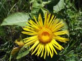 Inula helenium