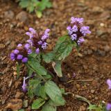 Prunella vulgaris. Цветущие растения. Краснодарский край, Адлерский р-н, окр. с. Эстосадок, северный склон хр. Аибга, каменистая осыпь, выс. ≈ 2300 м н.у.м. 12.08.2020.