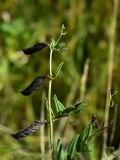 Vicia sepium. Верхушка плодоносящего растения. Марий Эл, г. Йошкар-Ола, Сосновая роща, разнотравный луг. 06.09.2020.