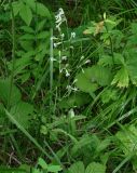 Silene nutans