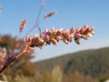 Persicaria maculosa. Соцветие. Краснодарский край, Абинский р-н, окр. станицы Шапсугская, мергелевый карьер, на отвале породы. 05.10.2014.