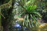 Asplenium nidus