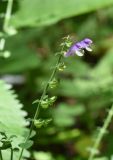 Scutellaria altissima. Верхушка побега с цветками и плодами. Республика Адыгея, Майкопский р-н, окр. пос. Каменномостский, дно ущелья р. Мишоко в средней части, широколиственный лес. 30 июля 2022 г.