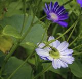 Pericallis hybrida