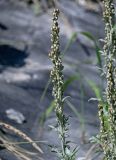 Artemisia stelleriana