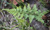 Asplenium adiantum-nigrum. Вайя. Абхазия, Гагрский р-н, окр. с. Лдзаа, широколиственный лес. 11.04.2024.