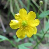 Ranunculus repens