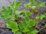 Ribes procumbens