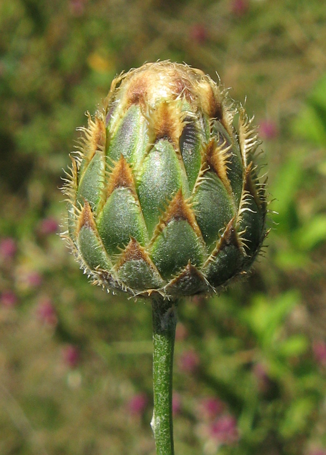 Изображение особи Centaurea rigidifolia.