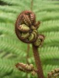 Dicksonia squarrosa