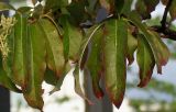 Pieris japonica. Листья. Нидерланды, г. Venlo, \"Floriada 2012\". 11.09.2012.