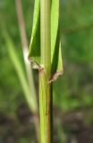 Festuca pratensis