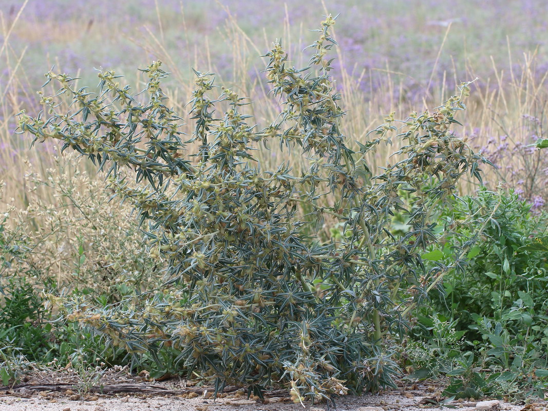 Дурнишник колючий (Xanthium spinosum)