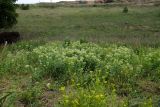 Cardaria draba