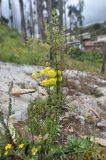 Calceolaria myriophylla. Цветущее растение. Перу, Анды, археологический памятник Кенко. 14 марта 2014 г.