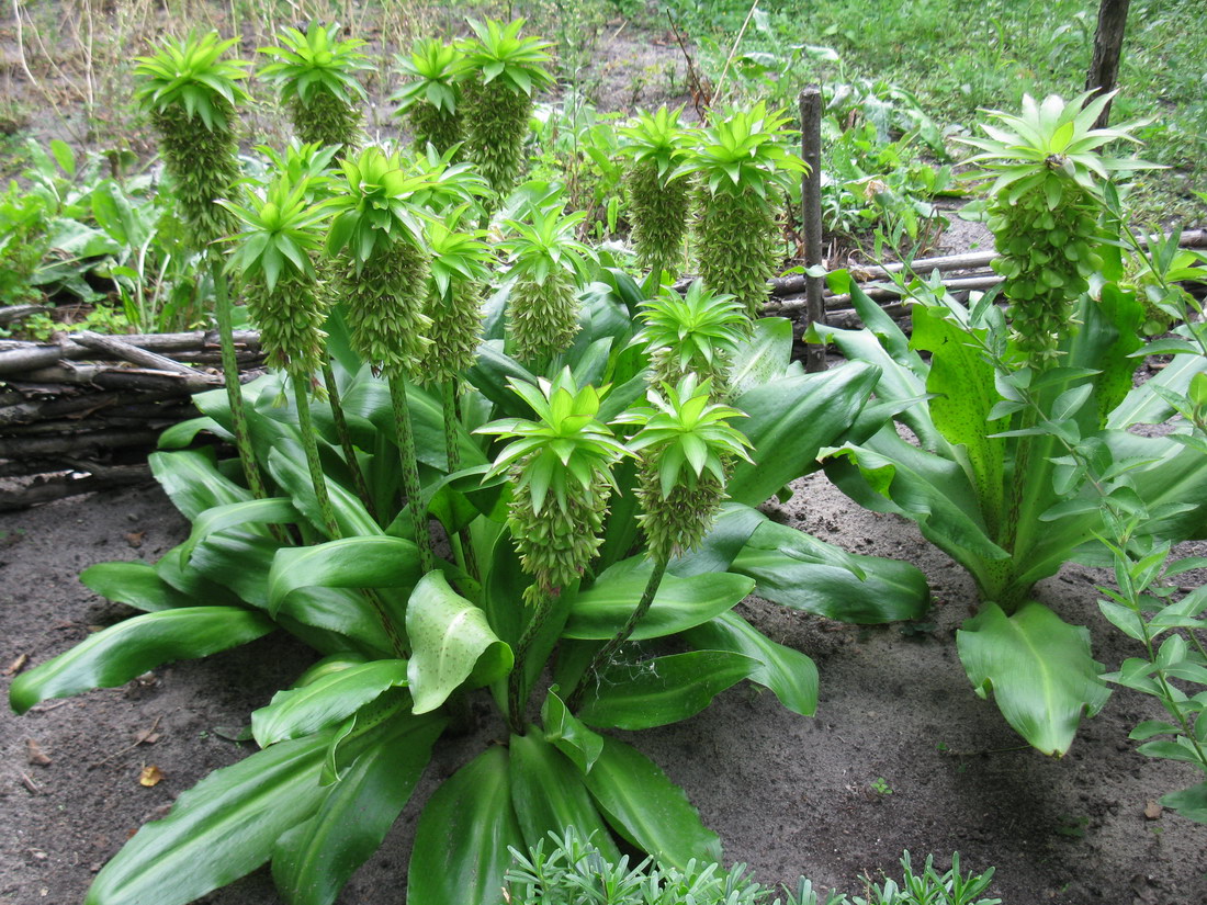 Изображение особи Eucomis bicolor.