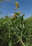 Astragalus kirilovii