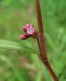 Persicaria minor. Узел стебля с соцветием. Архангельская обл., Вельский р-н, окр. ур. Куваш, луговина у лесной дороги. 30.07.2013.