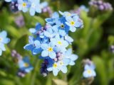 Myosotis sylvatica. Соцветие. Ленинградская обл., Волховский р-н, берег р. Волхов на въезде в Новую Ладогу. 19.05.2014.