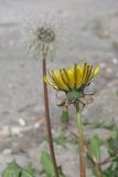 Taraxacum bachczisaraicum. Соцветие. Крым, г. Бахчисарай близ Чуфут-Кале возле дороги. 18.04.2016.