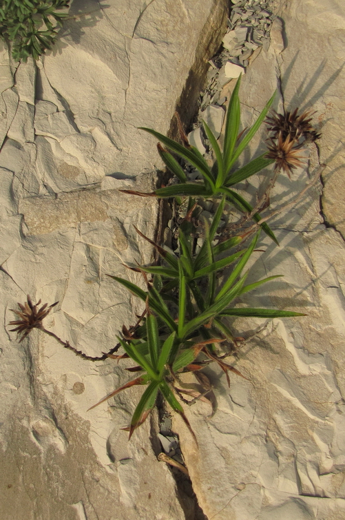 Изображение особи Inula ensifolia.