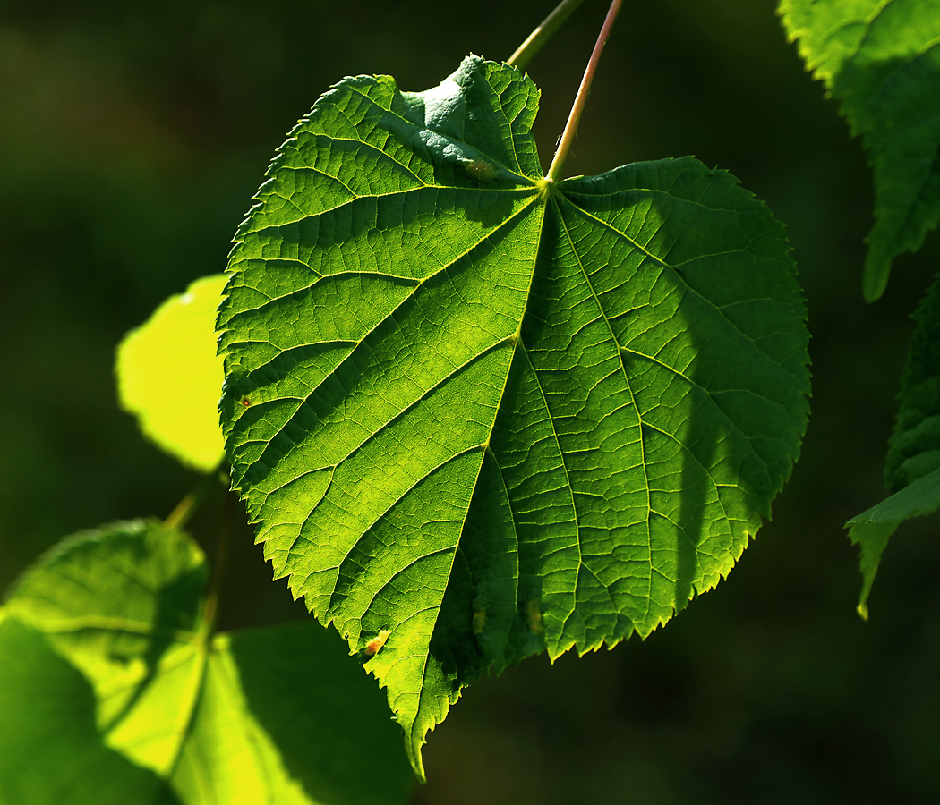 Изображение особи Tilia cordata.