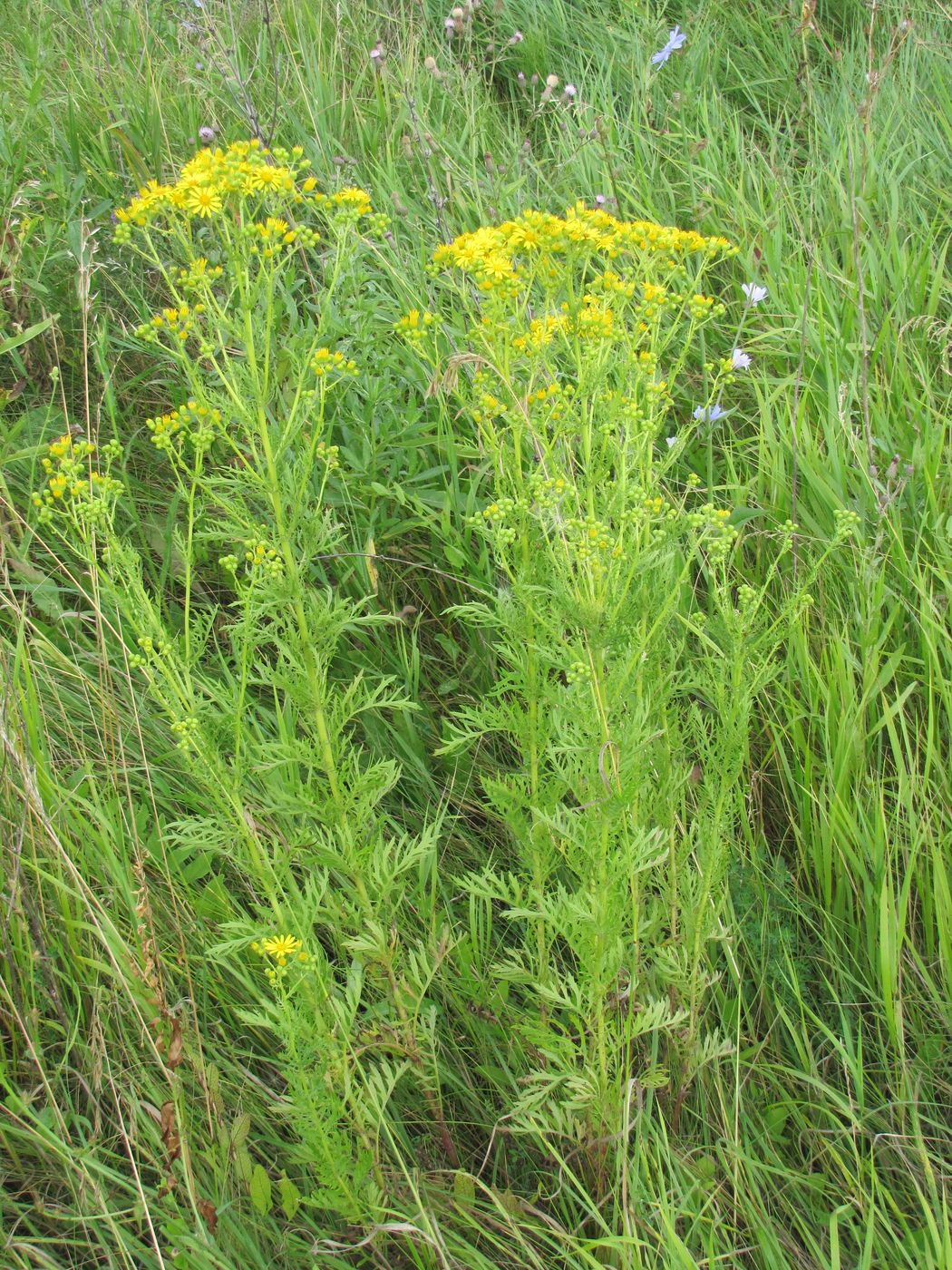 Изображение особи Senecio borysthenicus.